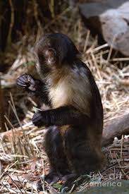 We spoil and give them the most excellent attention. Baby Brown Capuchin Monkey Photograph By Baggieoldboy