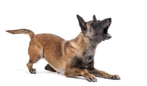 When your dog starts barking, ask them to do something that's incompatible with barking. How To Control Excessive Barking Train Your Dog Not To Bark Stop Dog Barking Dog Training Dog Barking