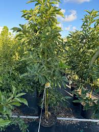 Image result for Persea americana