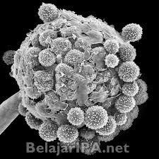We did not find results for: Reproduksi Zygomycota Pengertian Ciri Habitat Serta Contoh Jamur Zygomycota