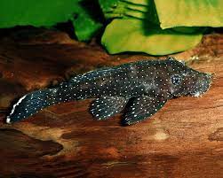 Für jeden wels müssen mindestens 2 höhlen zur verfügung stehen. L181 Tupfelantennenwels Ancistrus Sp Dnz 4cm Harnischwelse L Welse Welse Bodenbewohner Fische Wirbellose Co Garnelen Onlineshop