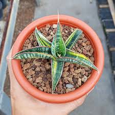 Image result for Cuviera semseii