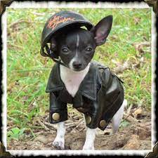 Biker Dogg Dog Clothes Faux Leather Coat Leather Coat