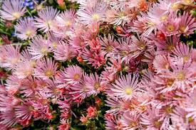 Image result for Delosperma mahonii