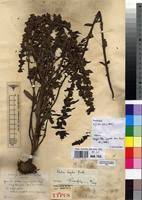 Image result for Alectra vogelii