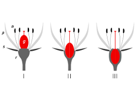 .to floral structure  flower parts and their functions  classification of flowers  floral formula and 10. Ovary Botany Wikipedia