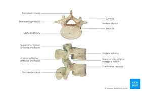 24.10.2017 · in the l1 vertebra, it points more inferiorly than it does in any other lumbar vertebra, making it somewhat resemble the spinous processes of the. Lumbar Vertebrae Anatomy And Clinical Aspects Kenhub