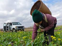 Come learn more about our capital campaign! Hmong Farmers Find Their Own Land In Minnesota Modern Farmer