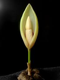 Image result for Ypsilopus