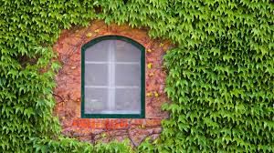 Maybe you would like to learn more about one of these? Climbing The Walls And Fences Too