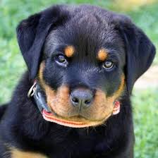 Find rottweiler puppies for sale and dogs for adoption. Benahein Kennels Rottweiler Breeder Perth Wa