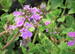 Image result for Stachys aethiopica