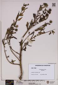 Image result for Pascalia glauca