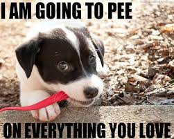 Check Out The New Dog Training Clicker Ring Http Www Clickerplus Com Puppy Meme Funny Animals Cute Puppies