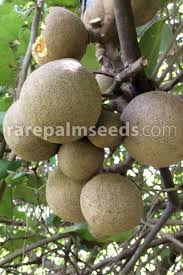 Image result for Maerua salicifolia