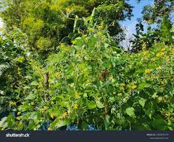 Image result for Vigna umbellata