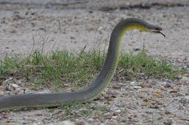 Black And Yellow Snake North Texas Texas Snake Identifier Yellow Bellied Racer Snake Non Venomous Snake Reptiles Texas Snakes