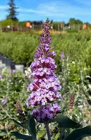 Image result for Buddleja davidii