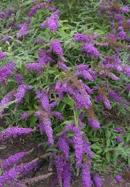 Image result for Buddleja davidii