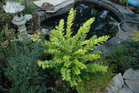 We did not find results for: Sunshine Ligustrum Calloway S Nursery