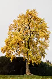 Image result for Liriodendron