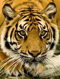 Nah, kalau begitu kamu wajib banget download gambar lucu kartun yang jaka kumpulkan dalam artikel ini, geng. 39 Harimau Ideas Haiwan Peliharaan Big Cats Anak Haiwan