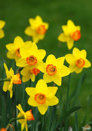 Narcissus Beautiful Flowers Spring Flowers Flowers Nature