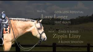 He's super broke and super gentle and quiet to ride. Potentially Lazy Aqha Buckskin Stallion Youtube