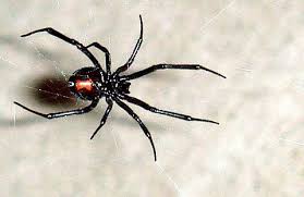 They inject their toxin in you. The Two Most Dangerous Spiders In Florida Black Widow Spider Poisonous Spiders Spider Bites