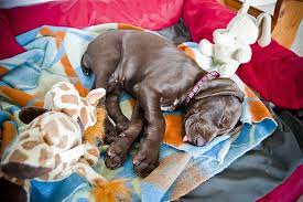 During the growth phase, the little balls of fluff rest more. How Much Sleep Do Puppies Need Here S How To Make Sure