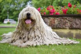 Place the clipper flat against the top of your dog's head with the blade spokes facing to the rear. Should You Give Your Dog A Summer Hair Cut