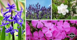Check spelling or type a new query. 27 Best Fragrant Flowers To Grow In Your Garden Gardening Channel