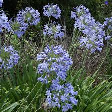 Image result for Agapanthus codii