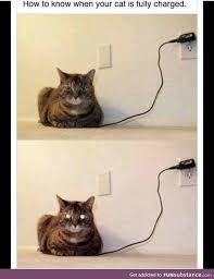 Can T Wait For My Wireless Upgrade Funsubstance In 2020 Cat Memes Funny Animals Funny Cat Memes