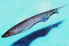 Check spelling or type a new query. Gymnorhamphichthys Rondoni Langschnabel Messerfisch Aqzeno Aquaristik Zentrum Nord