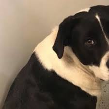 Learn more about wake county animal center in raleigh, nc, and search the available pets they have up for adoption on petfinder. Duplin County Animal Shelter Will Not Euthanize Animals On Tuesday Wcti