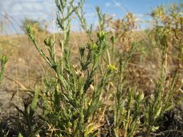 Image result for Osteospermum muricatum