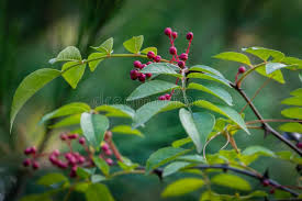 Der platz und der sonneneinfall. Rote Beeren Von Americanum Der Getrockneten Gelbholzrinde Stachelige Asche Ein Stacheliger Baum Mit Stacheligen Niederlassungen Stockfoto Bild Von Betrieb Kraut 131531384
