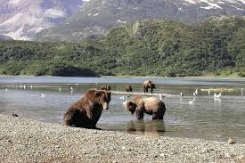 Which alaskan city is on the seward peninsula? Helicopter Bear Viewing Safari To The Alaska Peninsula 2021 Homer