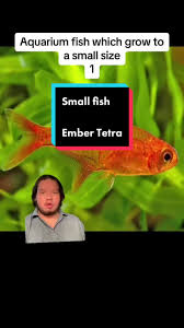 How Many Ember Tetras Can In This 20 Gallon Tall? : R/Aquariums