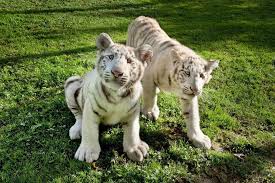 El tigre blanco el tigre blanco es el mas grande de los felinos que aun sobreviven en nuestro planeta. Sendaviva Ofrece Nuevas Experiencias Cientificas Y Culinarias En Su 17Âª Temporada Noticias De Tudela Y Ribera En Diario De Navarra