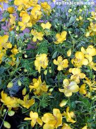 Maybe you would like to learn more about one of these? Senna Bicapsularis Cassia Bicapsularis Cassia Sennoides Butterfly Cassia Butterfly Bush Winter Cassia Toptropicals Com