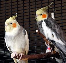 Each different bird is special in its own way. Cockatiel Flirting Best Friends Animal Society