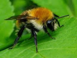 Image result for Bombus pascuorum