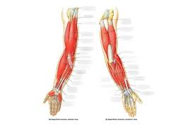 Muscles that participate in the same action, such as flexing the forearm, are actually partitioned off within the body into compartments by a tendinous sheathing called the intermuscular septum. Muscles That Move Forearm Wrist Hand Diagram Quizlet