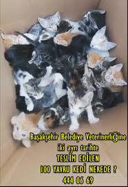 100 Yavru Kedi Nerede Haykonfed Hayvanlarin Yasam Haklari Konfederasyonu
