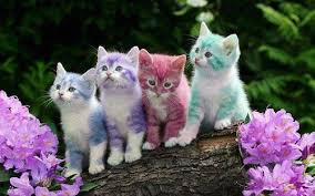Wallpaper kucing imut lucu gambar kartun. 35 Gambar Kucing Comel Yang Lucu Dan Menggelikan Hati Naimjaaf