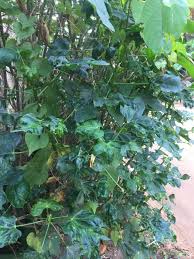 Image result for Jatropha schlechteri