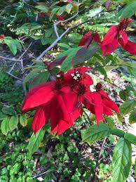 Image result for Combretum mkuzense