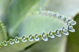When to propagate your succulents plants grow actively during spring and summer when the weather is more favorable and there is more light so propagation during these times of the year is more successful. Propagating Succulents In 5 Easy Steps Gardener S Path